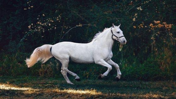 helena lopes lIeqGEdvex0 unsplash 1 560x315 - تفسير حلم حصان ابيض في البيت