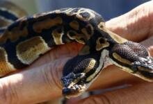 127 160340 two headed snake causes stir germany 700x400 1 220x150 - تفسير حلم ثعابين سوداء للعزباء