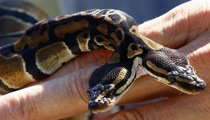 127 160340 two headed snake causes stir germany 700x400 1 - تفسير حلم ثعبان ذو رأسين