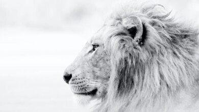 3 information about explanation seeing lion dream.jpg664ab86a8d8f3 390x220 - تفسير حلم اسد وقطه