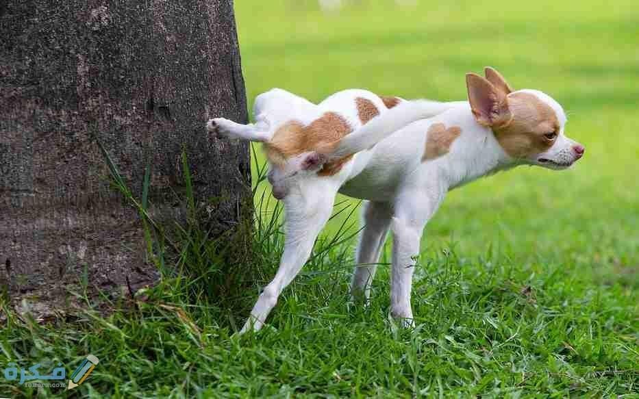 Puppy pee in crate - تفسير حلم كلب تبول علي