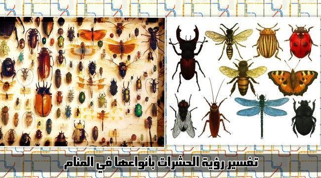 ab959cac 02ec 45db 9d15 75ba7c48035d.jpg664909c1e7756 - تفسير حلم وجود حشرات في الطعام للرجل