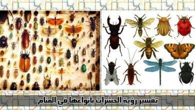 ab959cac 02ec 45db 9d15 75ba7c48035d.jpg664fbc34cfab4 390x220 - تفسير حلم حشرات ملونه