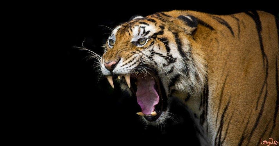 alburhsnrgg60 article - تفسير حلم نمر يأكل قطة