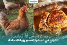 chicken dream interpretation 220x150 - تفسير حلم دهس قطة بالقدم