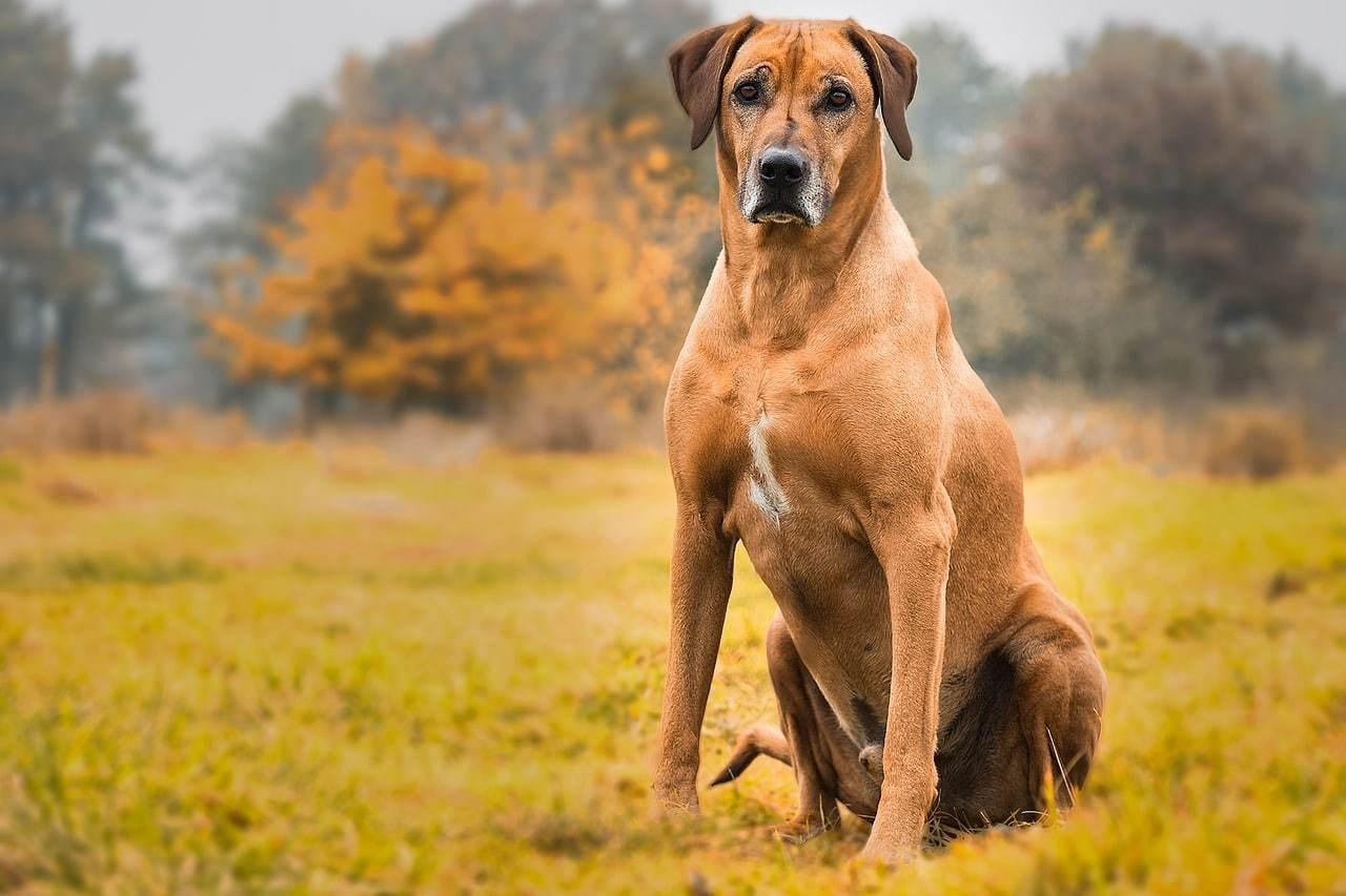 dog 2061187 1280.jpg66514b4fe90d2 - تفسير حلم تربية كلب