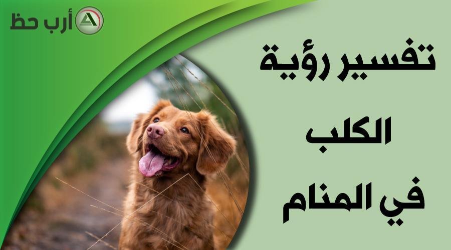 dog in dream.jpg66587e1352dea - تفسير حلم غلق الباب في وجه كلب