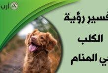 dog in dream.jpg665904ce88f35 220x150 - تفسير حلم كلاب تهاجمني للمتزوجة