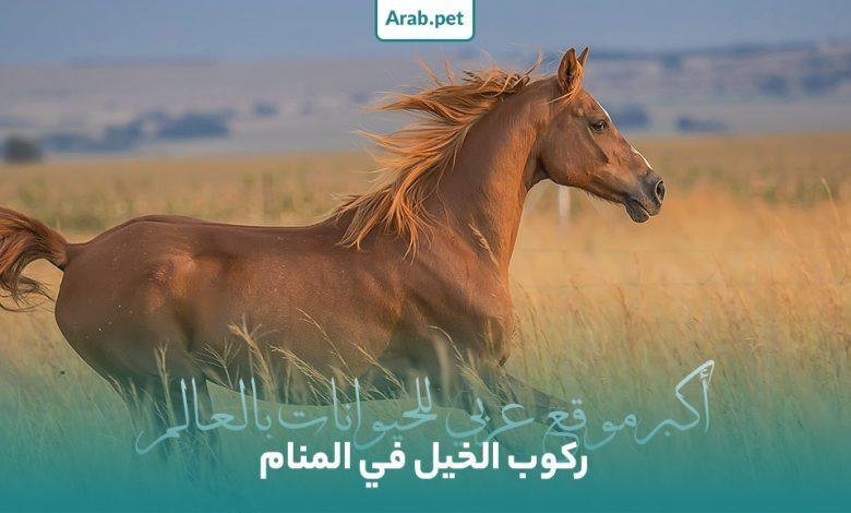 horse riding dream interpretation 780x470.jpg663ab80764da5 - تفسير حلم حصان رمادي للمتزوجه