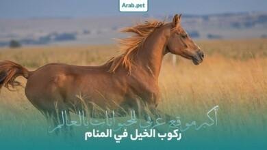 تفسير حلم حصان بني للمتزوجه horse riding dream interpretation.jpg663a9c30b816c 390x220 - تفسير حلم حصان بني للمتزوجه
