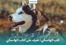 husky dog 780x470 220x150 - تفسير حلم كلاب تاكل شخص