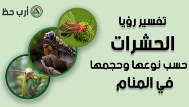 insects in dream by size.jpg66383b76672b5 390x220 - تفسير حلم خروج حشرات من ذكر الرجل