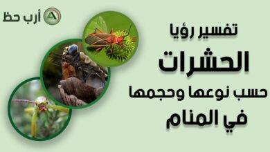 insects in dream by size.jpg6657f4f6b36ab 390x220 - تفسير حلم حشرات تخرج من جرح
