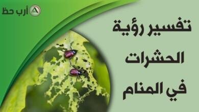 insects in dream.jpg66368b469aeb1 390x220 - تفسير حلم حشرات خلف الاذن