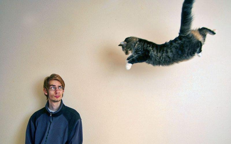 interpretation cat attacking dream 800x500 - تفسير حلم قطة كبيرة تهاجمني