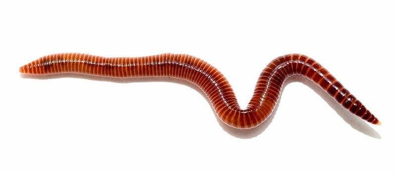 interpretation worms dream 7 interpretations interpretation books vision worm dream - تفسير حلم حشرات وديدان
