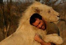 kevin richardson 015 640x360 220x150 - تفسير حلم الاسد للمطلقة