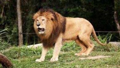 lion 465x31020210109.jpg66514b8651922 390x220 - تفسير حلم اسد يهجم علي