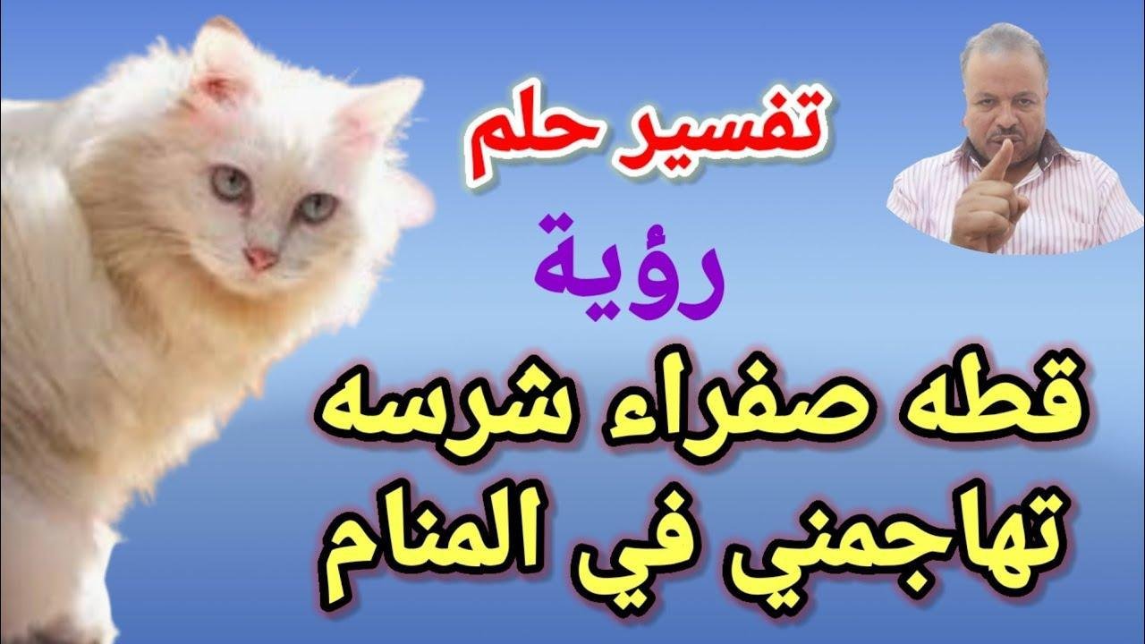 maxresdefault.jpg6634fa3fd37d7 - تفسير حلم قطة صفراء كبيرة تهاجمني