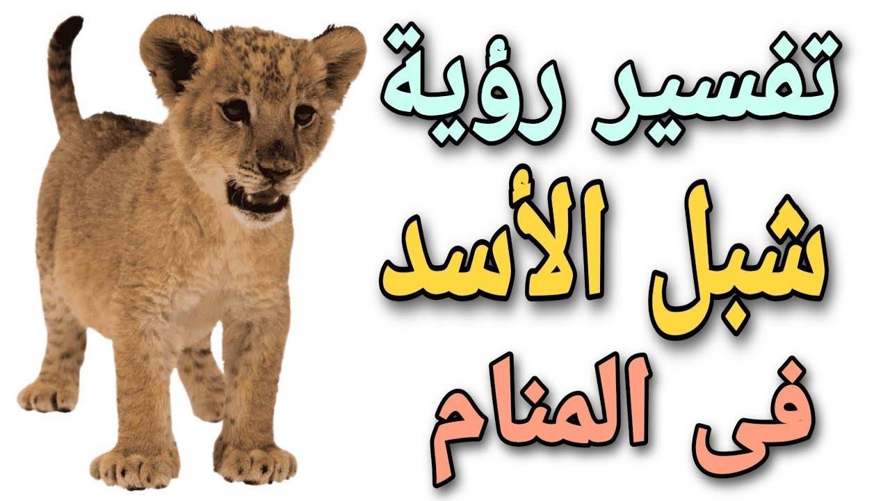 maxresdefault.jpg663801ab06624 - تفسير حلم رؤية اسد صغير للعزباء