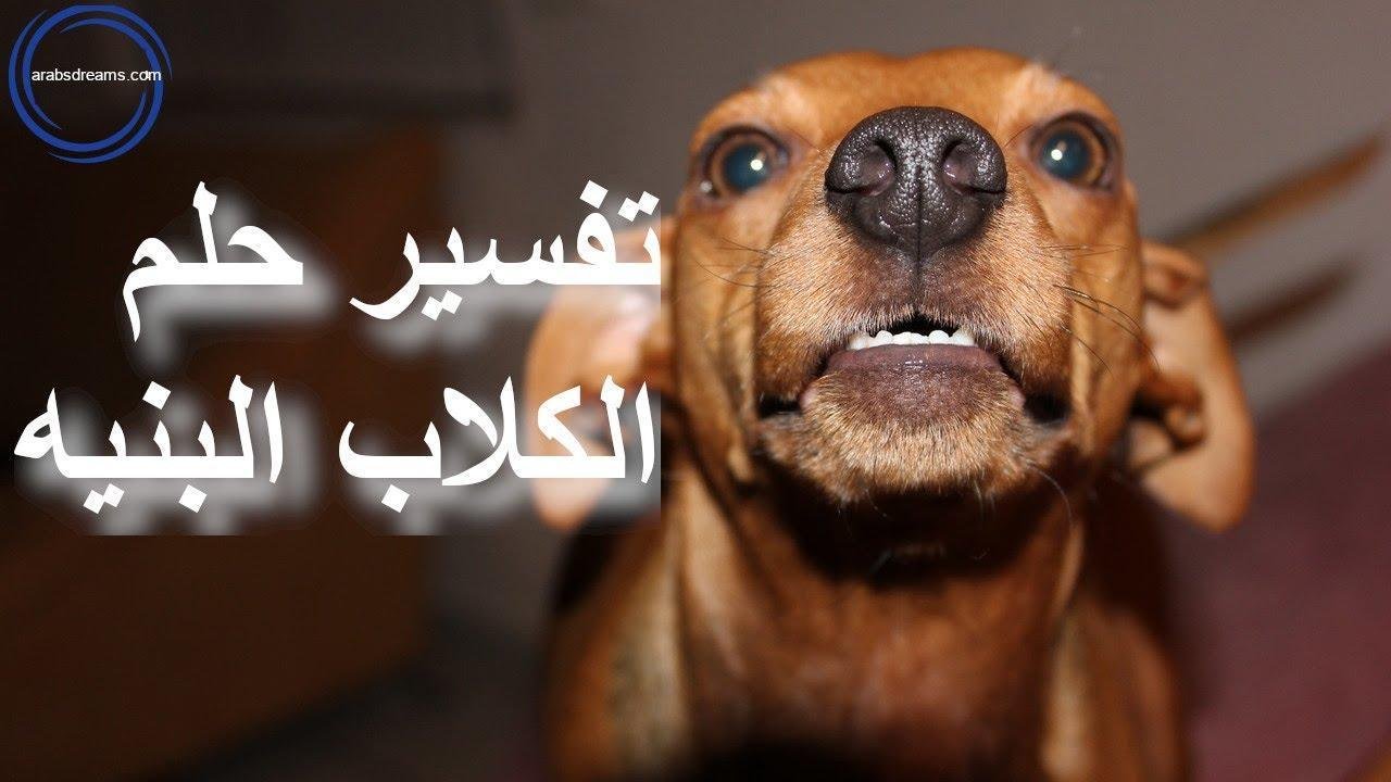 maxresdefault.jpg663d3fd6d618c - تفسير حلم كلب جوزي