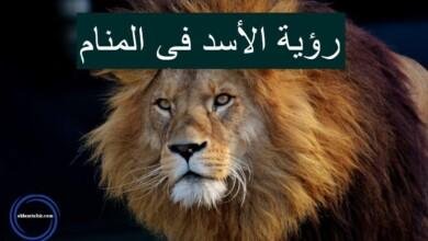 maxresdefault.jpg663edecd827fb 390x220 - حلمت ان اسد يهاجمني