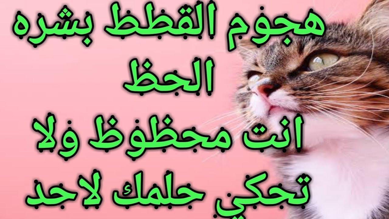 maxresdefault.jpg663fd0e30dfa0 - تفسير حلم قطة كبيرة تهاجمني