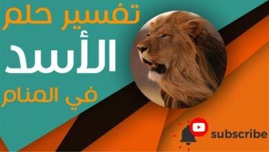 maxresdefault.jpg6647cca40c35d 390x220 - تفسير حلم اسد هادئ
