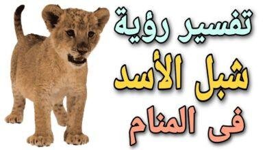 maxresdefault.jpg664f0b448d0b0 390x220 - تفسير حلم شبل اسد ابيض