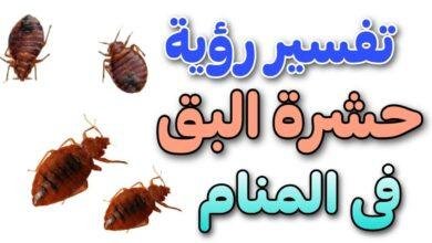 maxresdefault.jpg6650aa79f0dd4 390x220 - تفسير حلم حشرات في الفراش