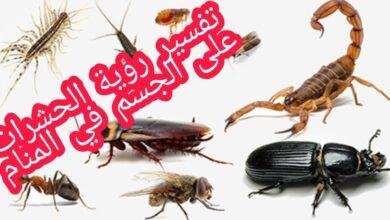 maxresdefault.jpg6650c6a826ed6 390x220 - تفسير حلم حشرات تاكل يدي
