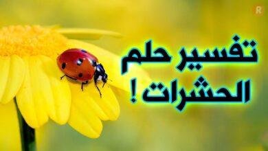 maxresdefault.jpg6658ca954c7b4 390x220 - تفسير حلم كيس حشرات