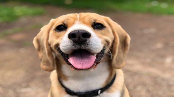 milli 2l0CWTpcChI unsplash 560x315 - تفسير حلم ثلاث كلاب تلاحقني