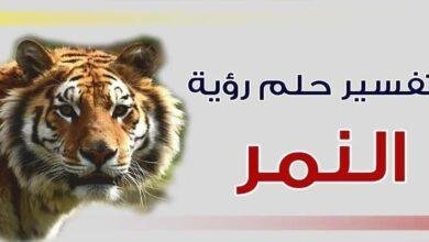 most important 5 explanations see tiger dream 390x220 - تفسير حلم اسد ونمر في البيت