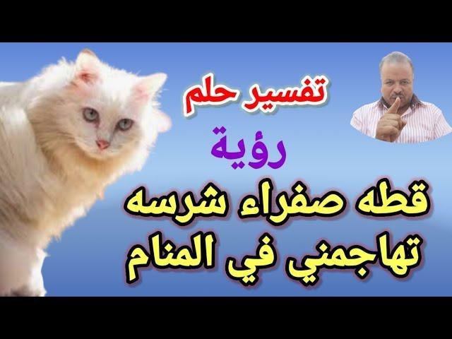 sddefault.jpg6634fa4cf38d4 - تفسير حلم قطة صفراء كبيرة تهاجمني