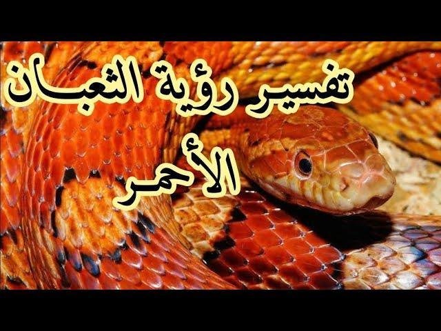 sddefault.jpg663bfc25e23c8 - تفسير حلم ثعابين تطير