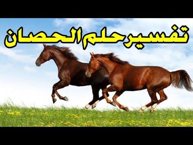 sddefault.jpg663d4f6326f00 - تفسير حلم حصان يسبح في البحر