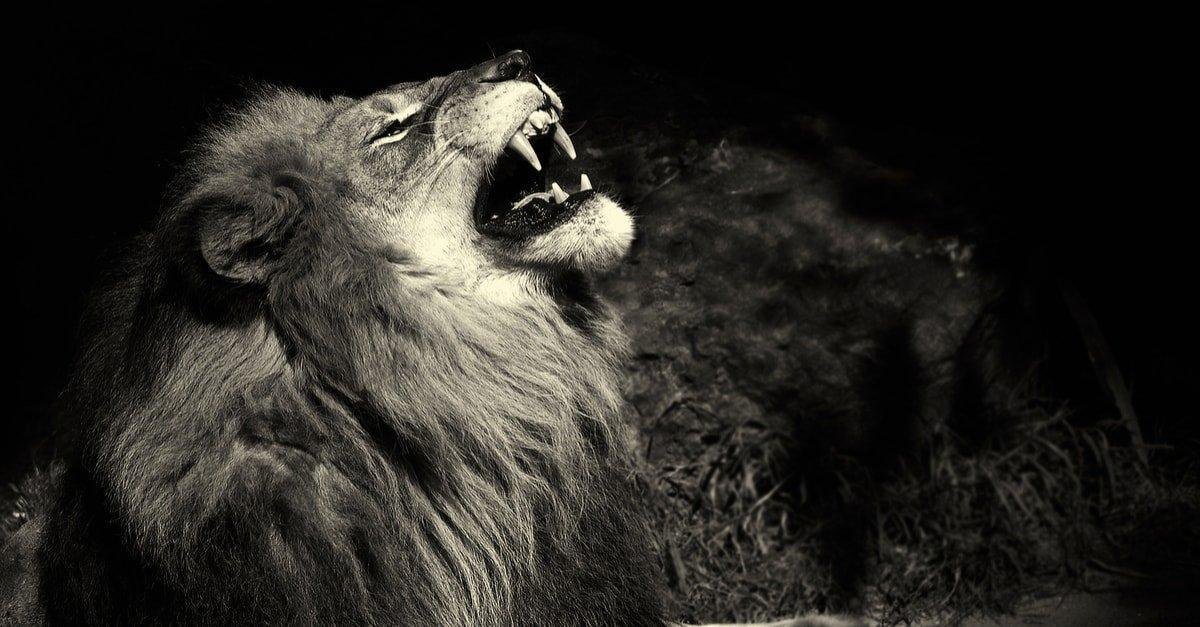 zzmnghmugae43 article - تفسير حلم اسد على الباب
