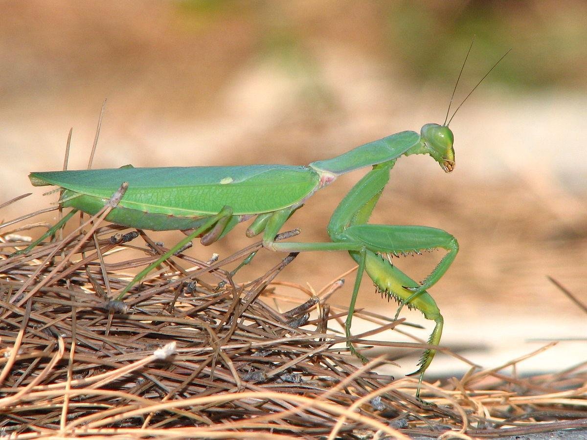 1200px Mantis greece alonisos 0a - تفسير حلم حشرات خضراء