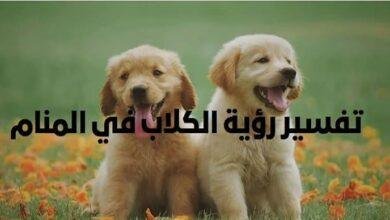20240424 195745 1.jpg66732b8f0bc1c 390x220 - تفسير حلم كلاب للمتزوج