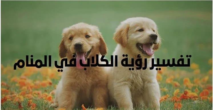 20240424 195745 1.jpg66732b8f0bc1c - تفسير حلم كلاب للمتزوج