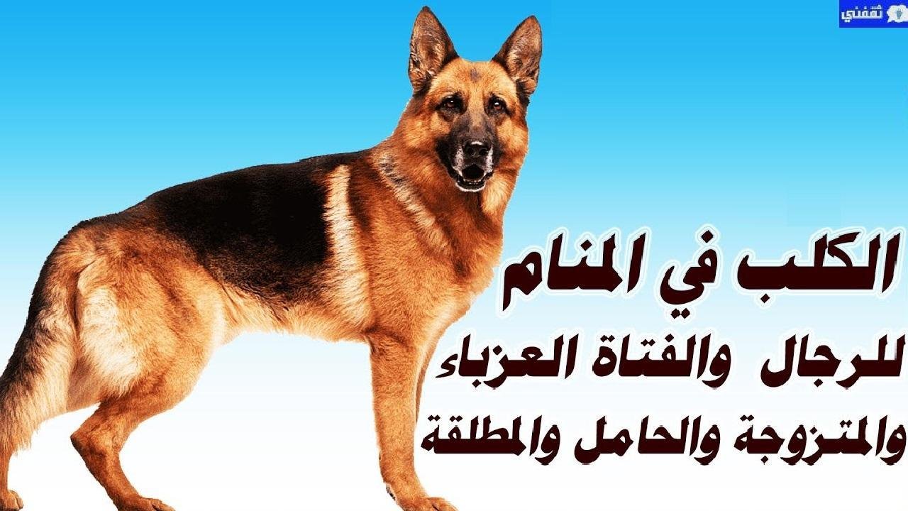 51 1 - تفسير حلم رؤية كلاب
