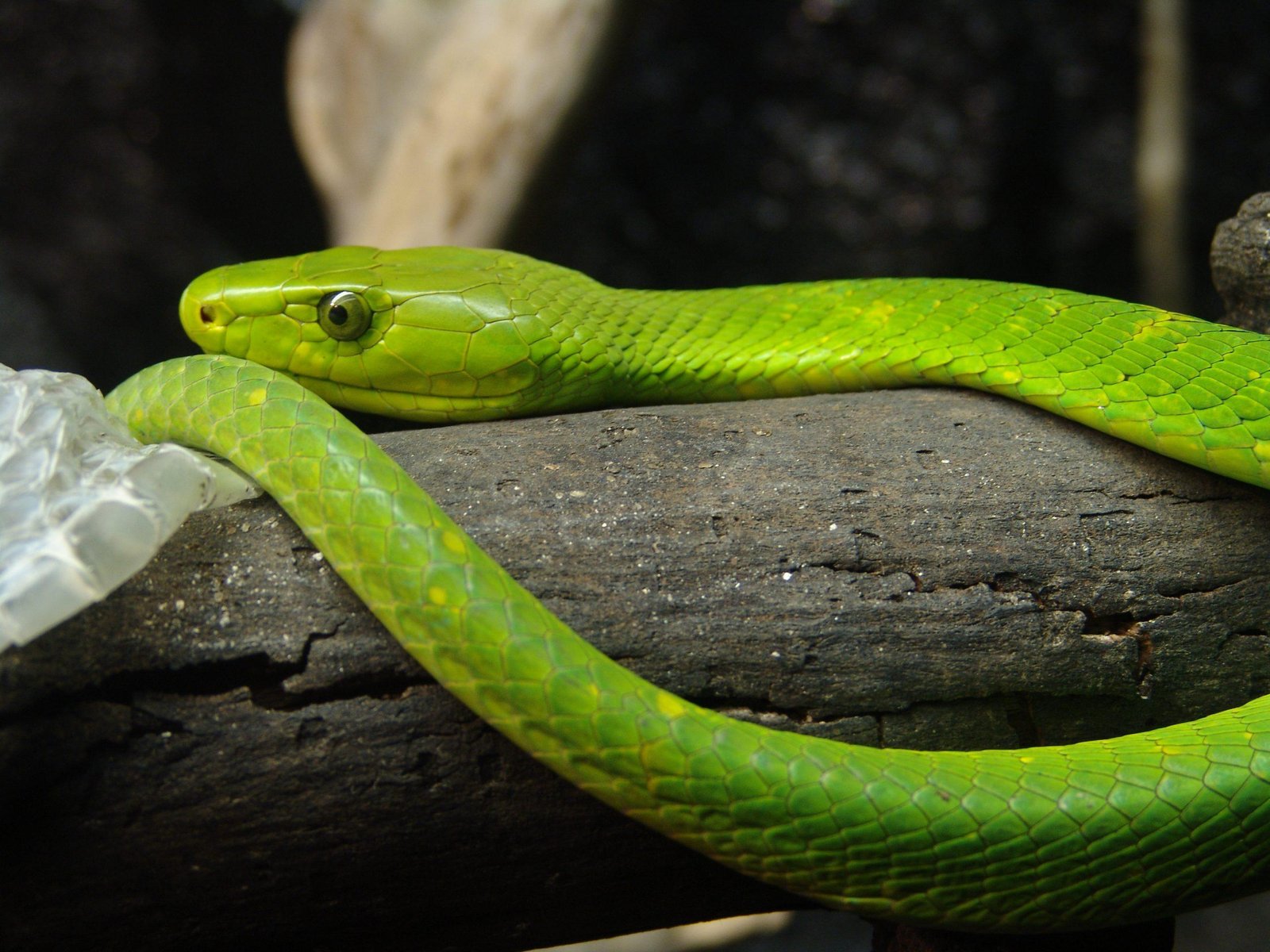 Eastern Green Mamba 02 scaled - تفسير حلم ثعبان أخضر للعزباء