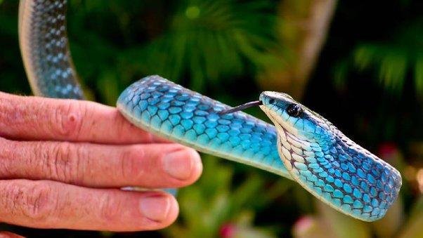 Interpretation blue snake dream - تفسير حلم أفعى زرقاء تلاحقني