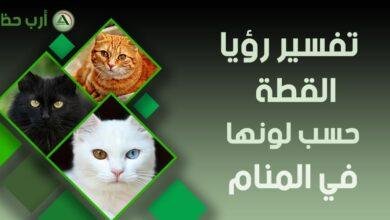cat in dream by color 390x220 - تفسير حلم قطة تلحس يدي