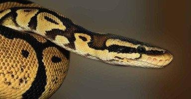 ccllflramon20 article - تفسير حلم افعى وردية