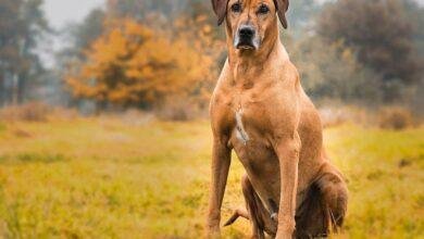 dog 2061187 1280.jpg666f244e82f95 390x220 - تفسير حلم شجار كلاب