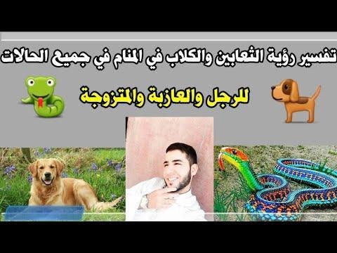 hqdefault.jpg666417b160f73 - تفسير حلم كلب يأكل ثعبان