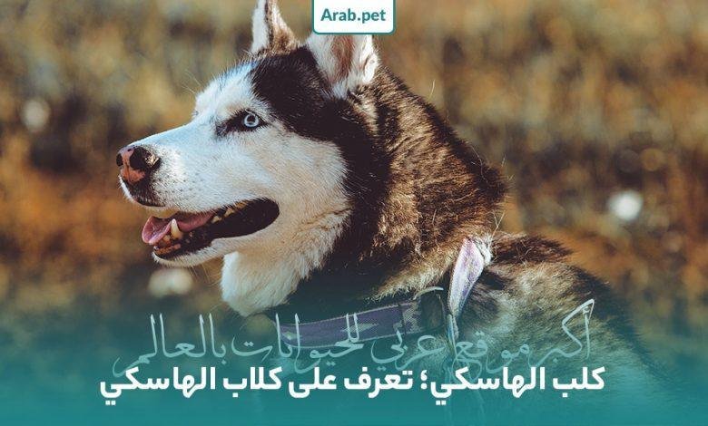 husky dog 780x470 - تفسير حلم كلاب هاسكي