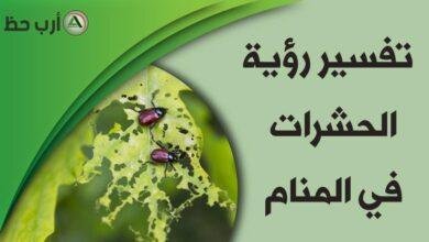 insects in dream 390x220 - تفسير حلم مطر حشرات